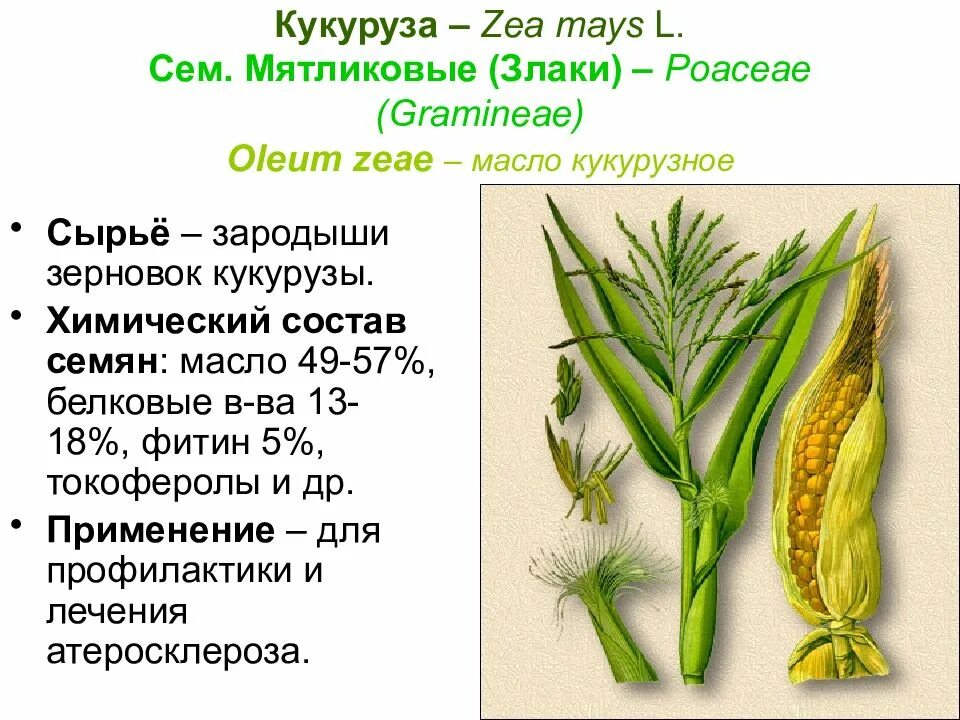 Покрытосеменные злаковые. Кукуруза - Zea Mays. Кукуруза обыкновенная - Zea Mays l.. Семейство Мятликовые. Семейство злаки Мятликовые.