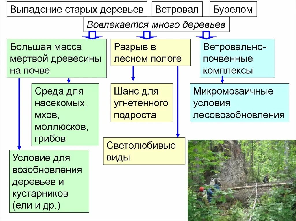 Составить пространственную структуру леса. Общество леса. биоразнообразие леса. почвенно ветровальные комплексы. видовая структура леса.