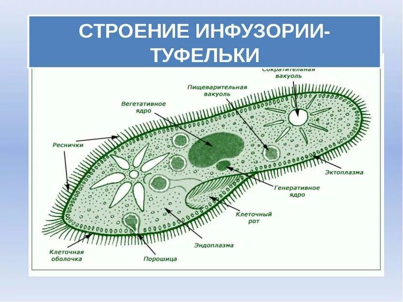 Как осуществляется транспорт веществ у одноклеточных животных