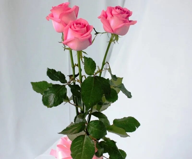 Розы 3 цветка. Три розы. Розы на длинной ножке. Розы 3 штуки. Три розы букет.