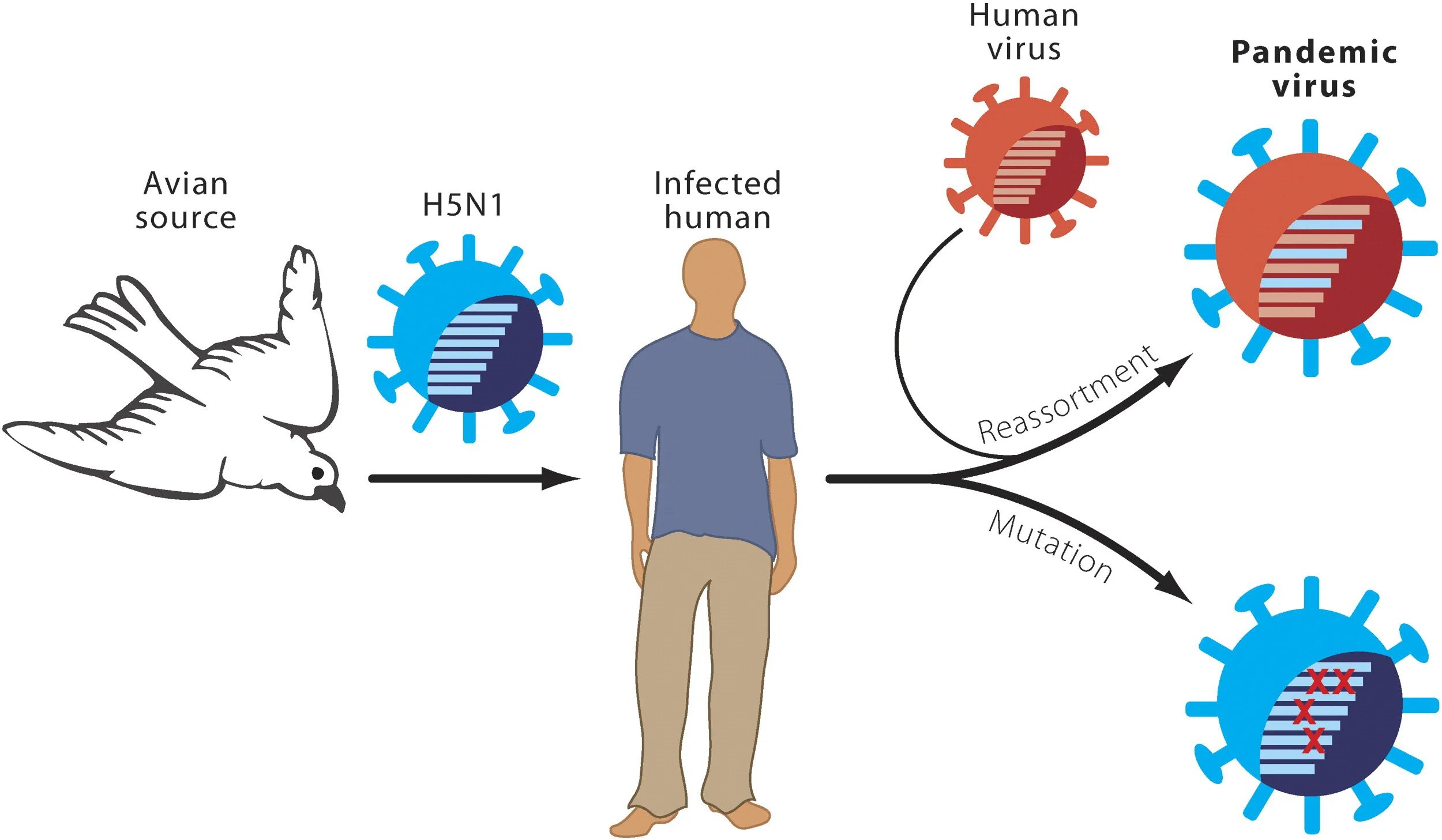 Грипп н5. Птичий грипп-h5n1 симптомы. Птичий грипп h1n1. Вирус h5n1.