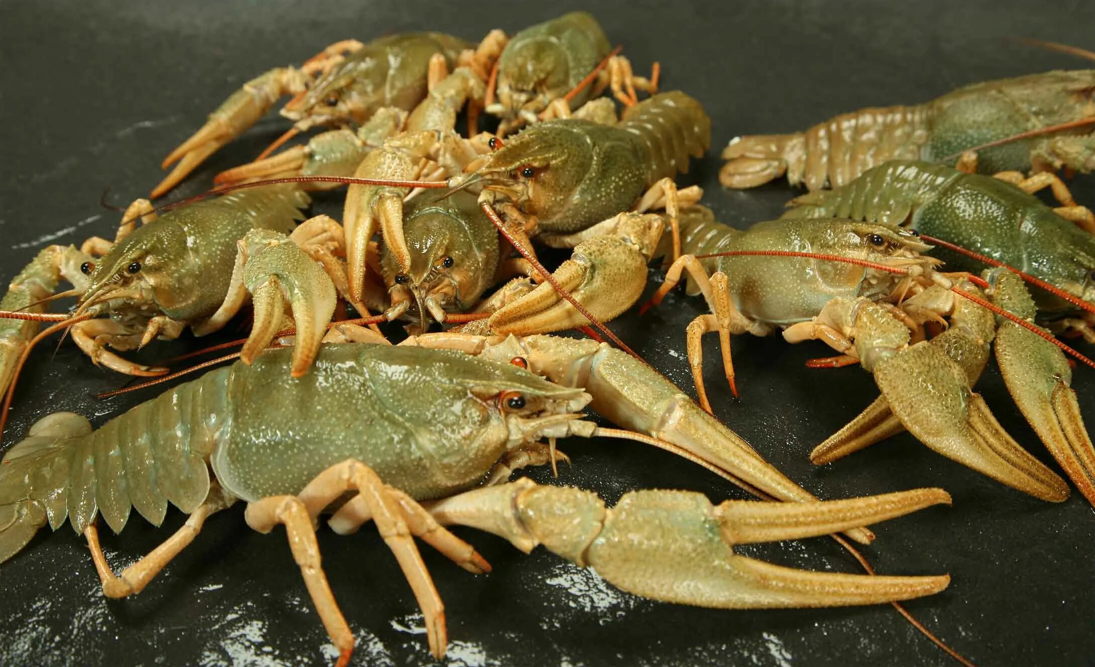 Рачки сырые. Dry Crayfish. Медведка крупная морепродукты. Rak. Живые раки оптом