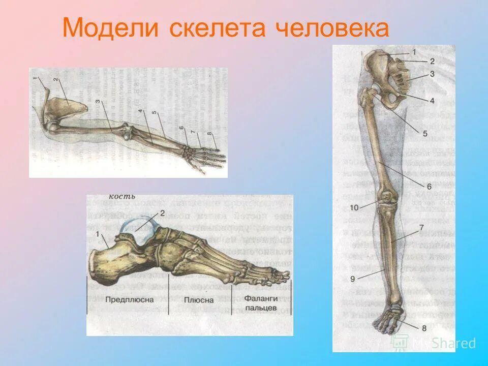 Головной отдел скелета