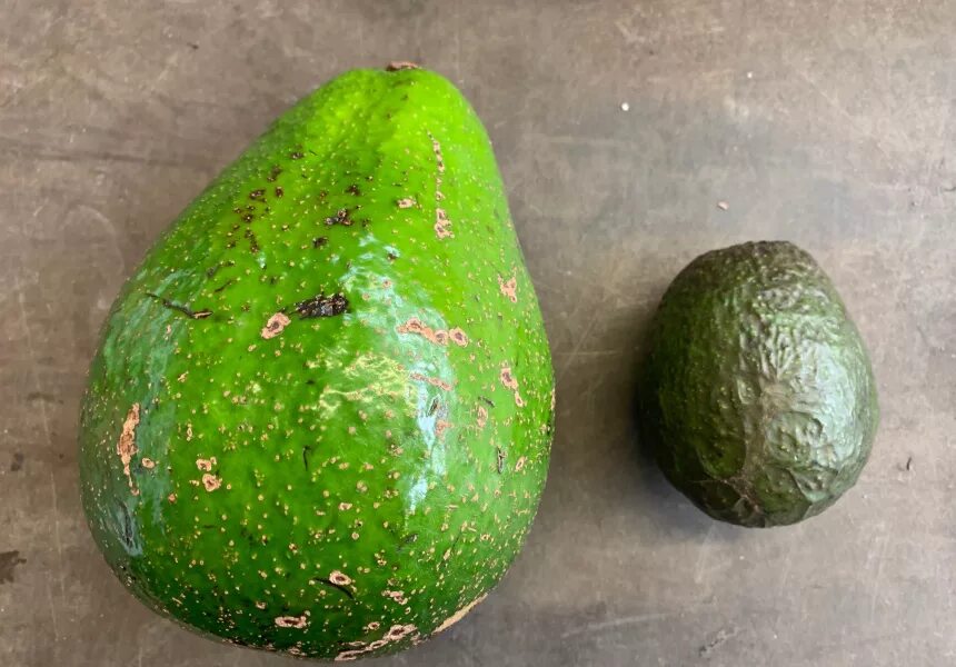 Гигантские авокадо. Авокадо сорт гигант. Авокадо Доминикана. Авокадо гигант Бразилия. Авокадо Tropical гигант.