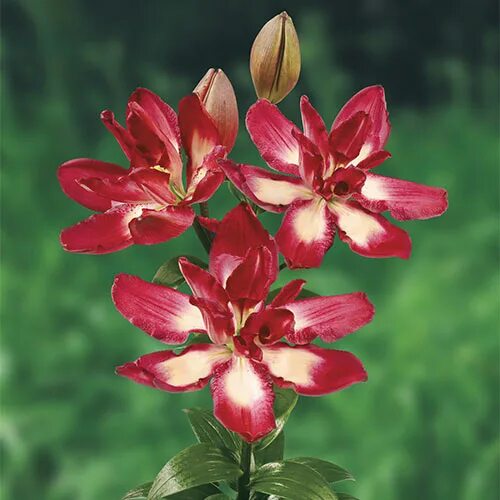 Lilys double. Лилия азиатская махровая дабл сенсейшн. лилия азиатская double sensation. лилия азиатская &quot;double sensation&quot; (дабл сенсейшен). лилия махровая дабл сенсейшен.