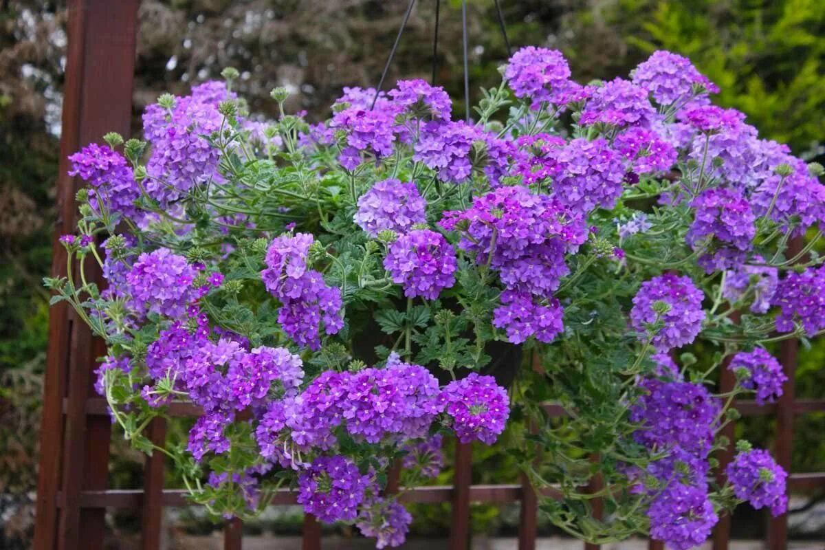 Вербена ампельная имаджинейшен. Вербена ампельная синяя. Вербена Tapien Violet. Вербена Лилак. Вербена в саду