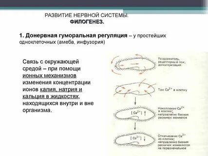 Филогенез простейших