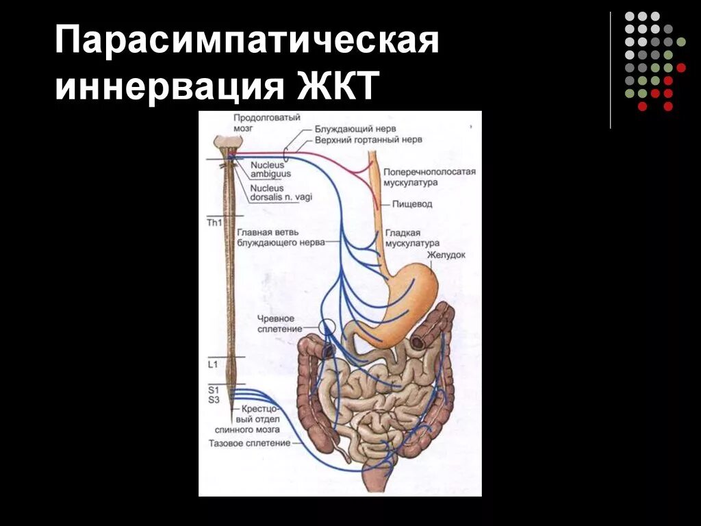 Нерв пищевода. Блуждающий нерв парасимпатическая иннервация. Блуждающий нерв иннервация ЖКТ. Вегетативная иннервация желудка. Схема иннервации желудочно кишечного тракта.