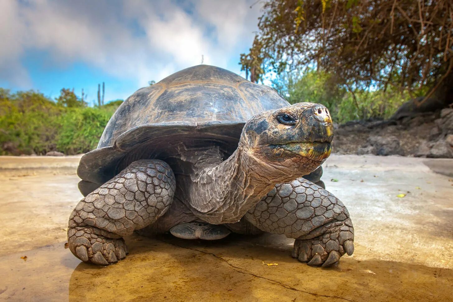 Галапагосская слоновая черепаха. Слоновые черепахи Галапагосы. Гигантская черепаха Альдабра. Черепахи Галапагосские Сухопутные. Большая галапагосская черепаха
