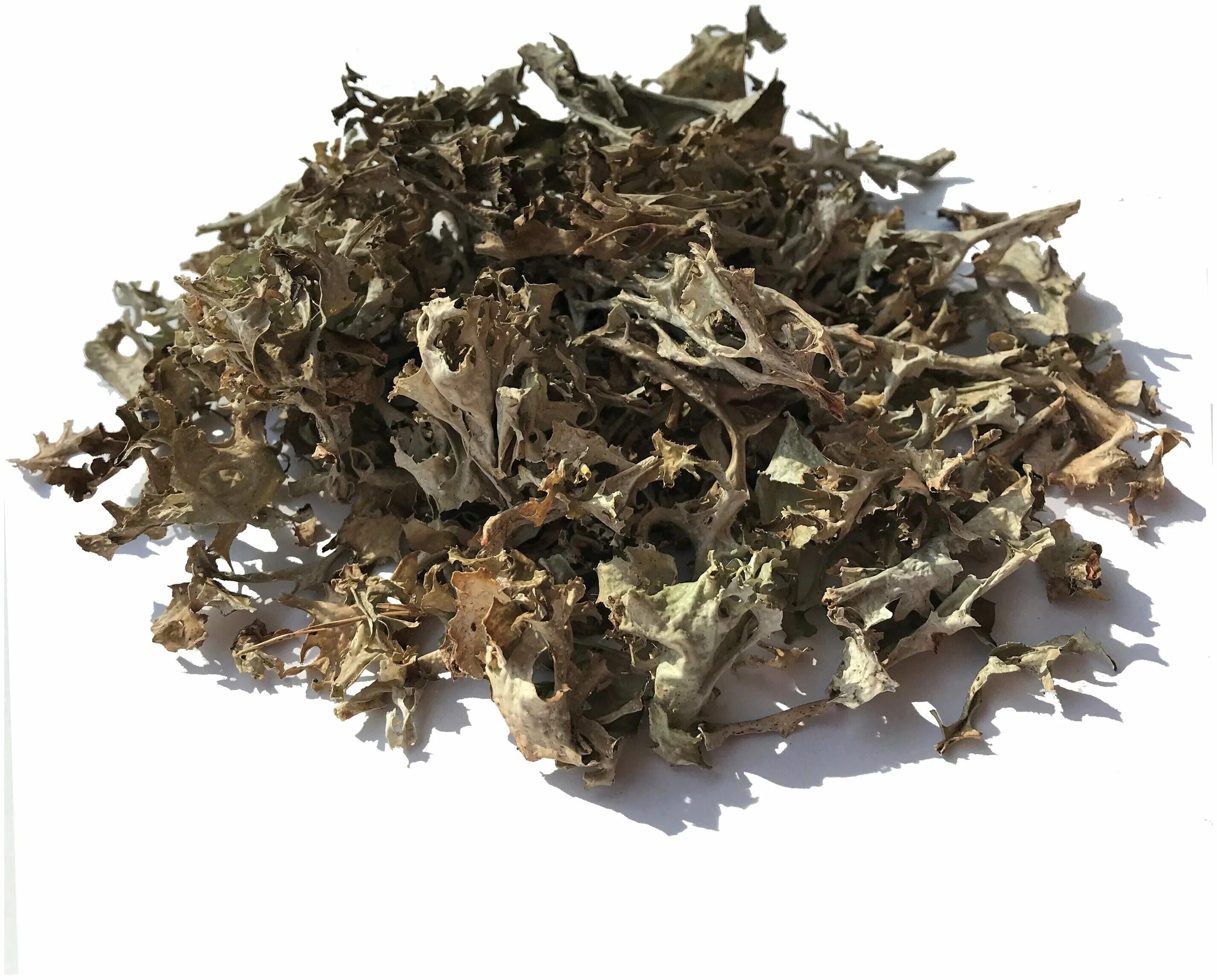 цетрария исландский мох 100 гр. исландский мох центрарий. цетрария исландская, исландский мох. цетрария исландский мох лекрасэт. цетрария сушеная.