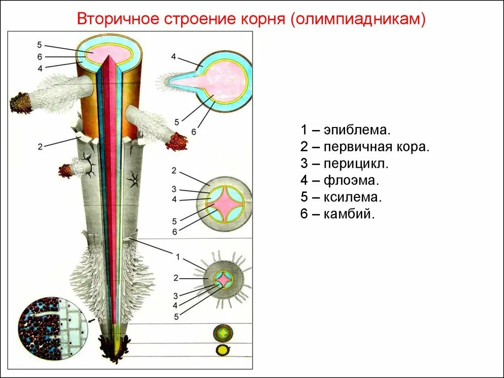 Центральный цилиндр корня. Внутреннее строение корня перицикл. Анатомия корня перицикл. Строение первичной коры корня.