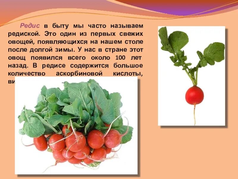 Редиска называют людей. Редиска нехороший человек. Редис вена f1. Ругательство редиска. Человек редиска.