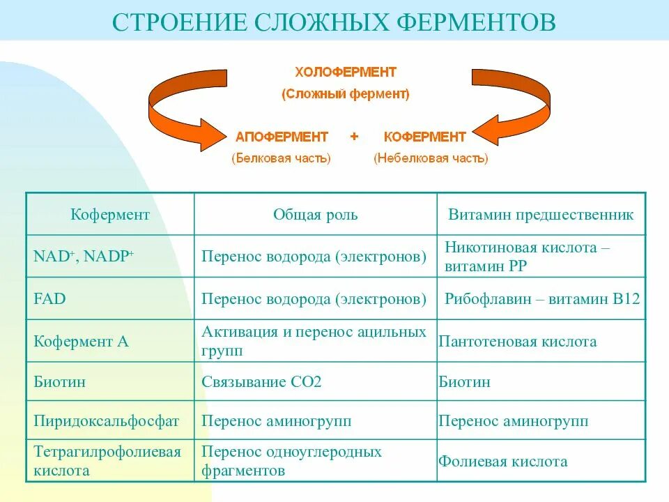 Какая структура у ферментов. Структура и функции ферментов. Строение и классификация ферментов биохимия. Особенности строения и свойств ферментов. Структура ферментов кратко.