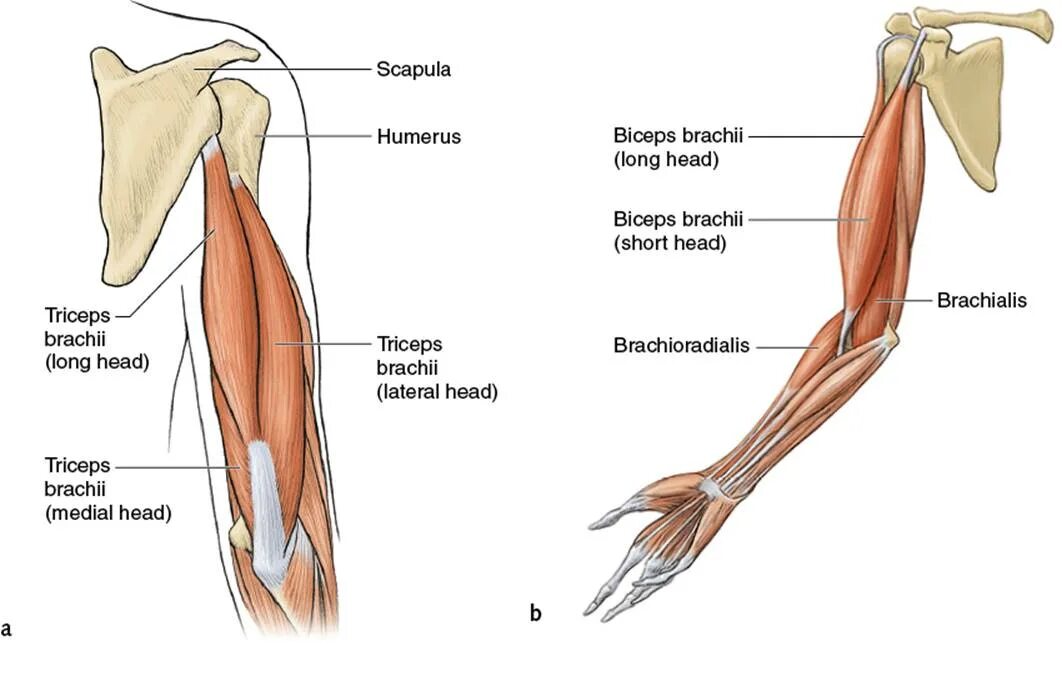 Трицепс мышца. Triceps biceps brachii. Triceps brachii анатомия. Biceps brachii прикрепление. Triceps brachii мышца.