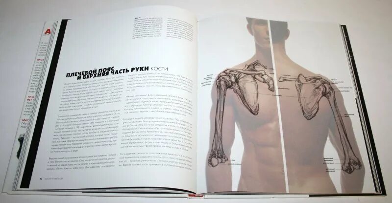 Анатомия человека книжка для художников. Книги по анатомии для художников. Лучшие книги по анатомии для художников.