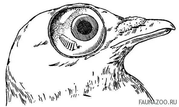 Строение глаза птицы. Анатомия глаза птиц. Орган зрения птиц строение. Расположение глаз у птиц. Большие глазницы у птиц
