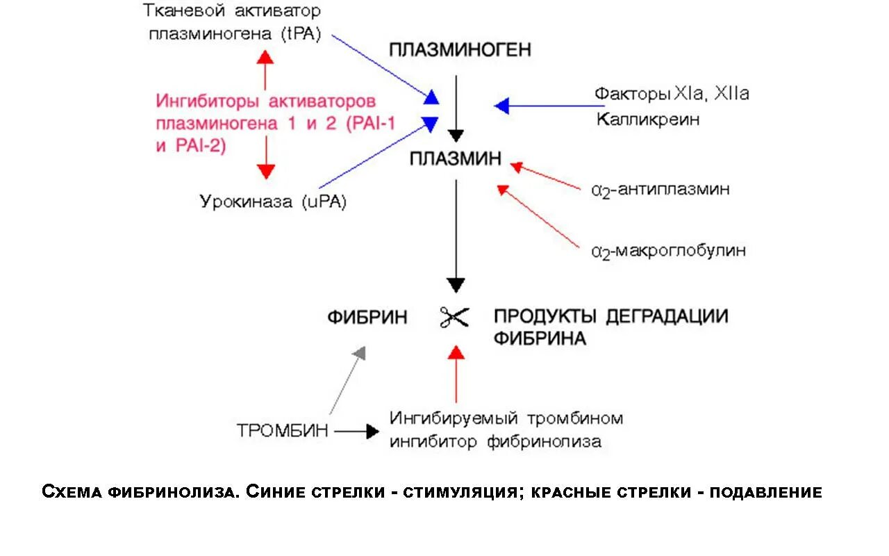 Гена pai 1. Механизмы активации фибринолиза. Активация фибринолиза схема препараты. Тканевый активатор плазминогена биохимия. Фибринолитическая система крови схема фибринолиз.