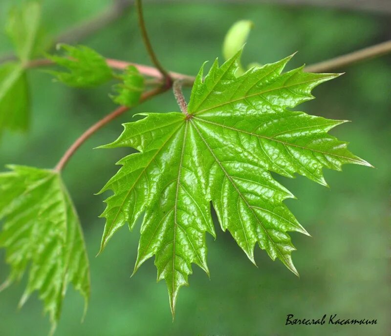 клен остролистный ветка.