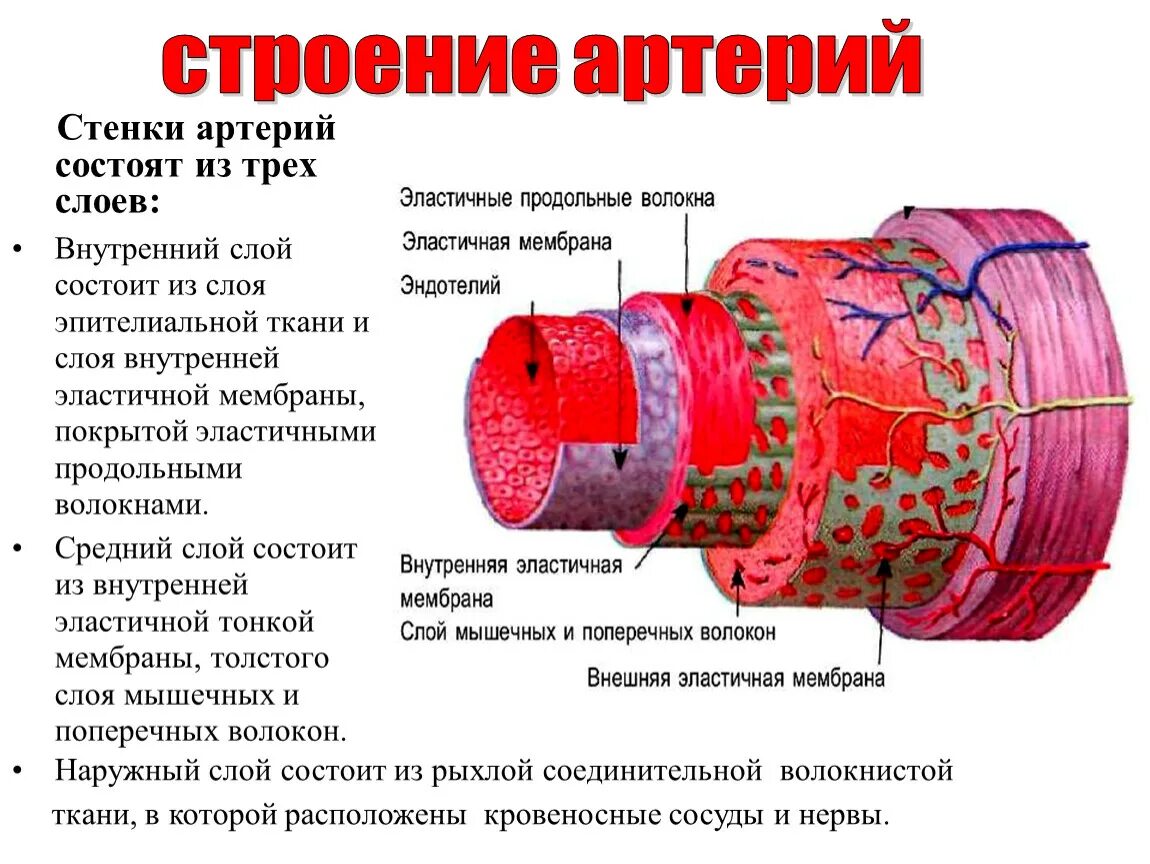 Стенка артерии. Строение стенки артерии. Артерия состоит из. Стенки артерии состоят. Стенки артерий и вен имеют