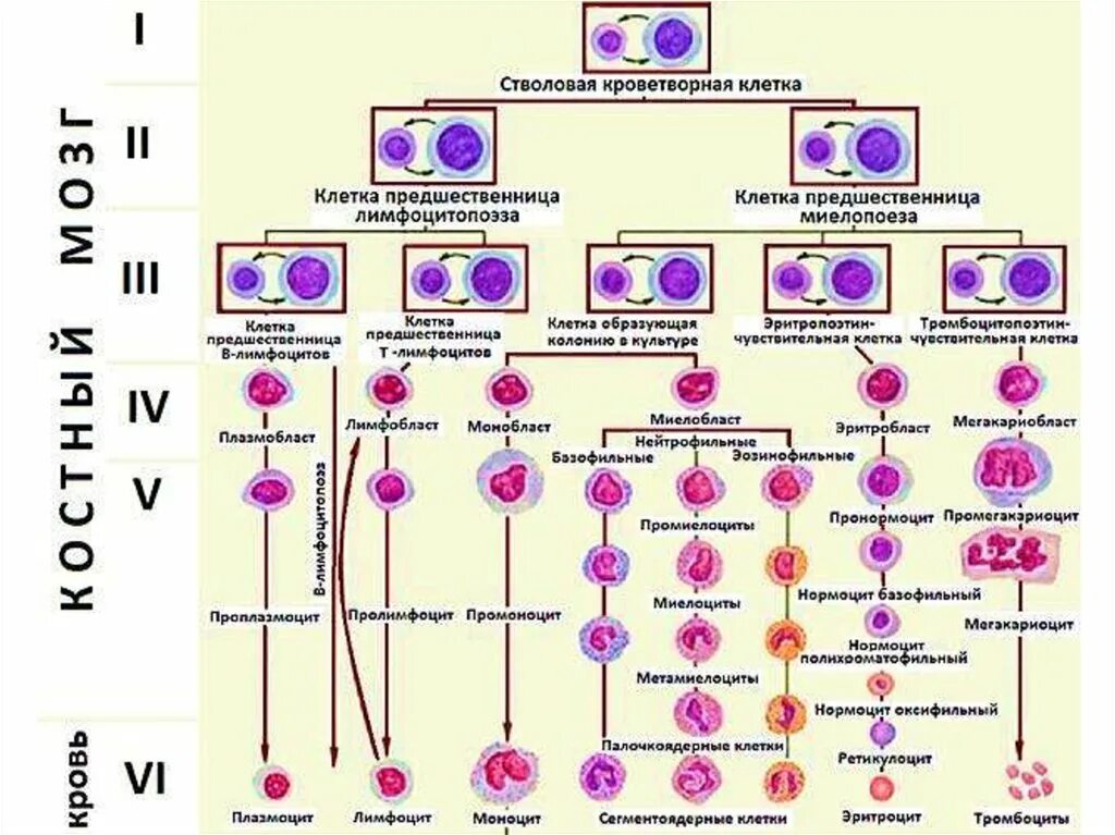 Обеспечивает кроветворение. Схема ростков кроветворения. Схема кроветворения стволовая клетка. Кровь схема кроветворения по и.л Черткову а.и Воробьеву. Схема кроветворения по Черткову и Воробьеву.