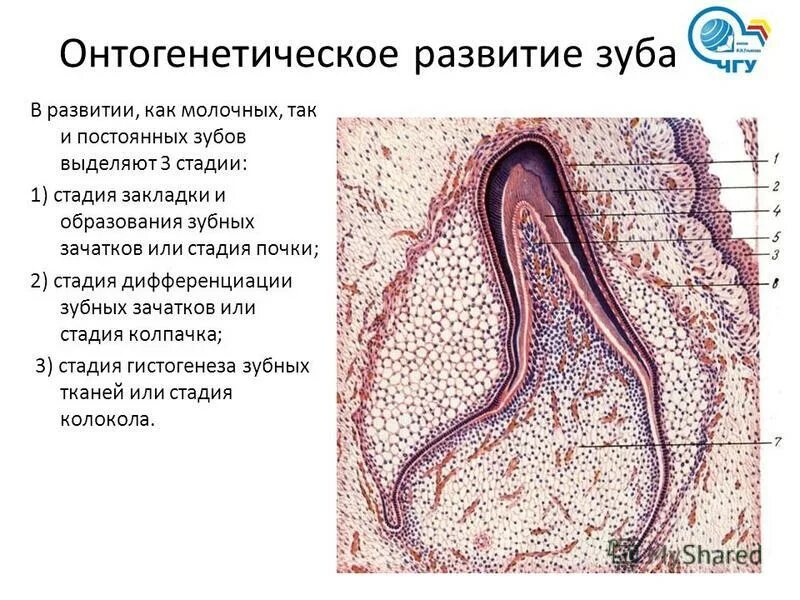 Стадии развития зуба