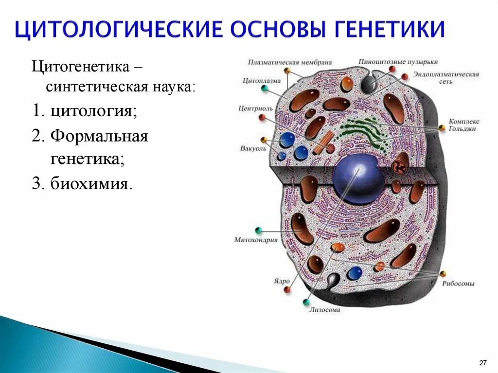 Основы цитологии строение клетки. Цитологические основы генетики. Цитологические основы наследственности. Основы цитологии клетка. Науки биологии цитология