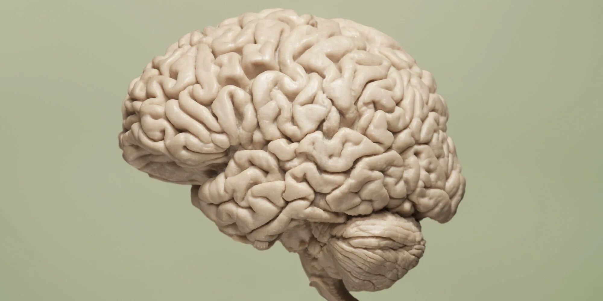 Brain less