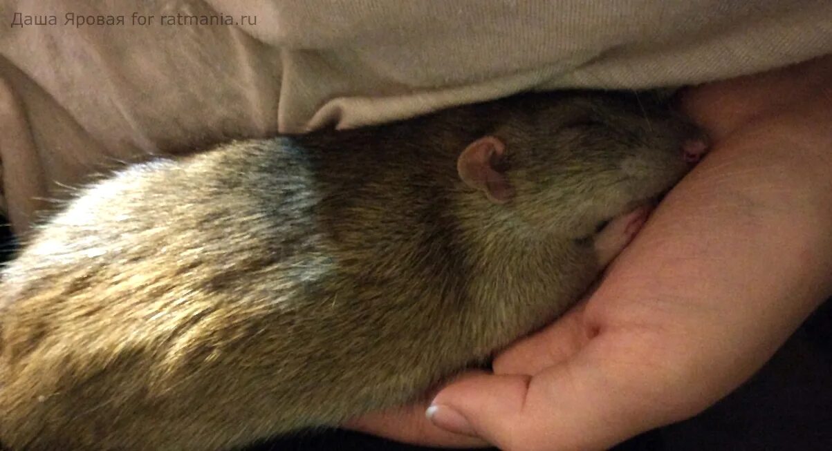 крыса заболела
