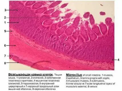 Слизистая маточных труб выстлана эпителием