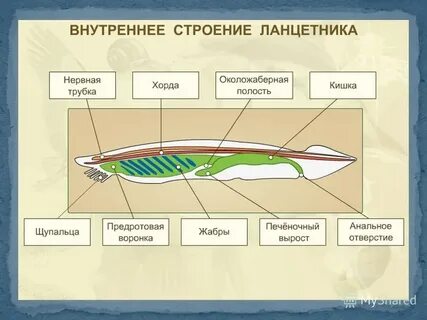 Строение покровов тела у ланцетников