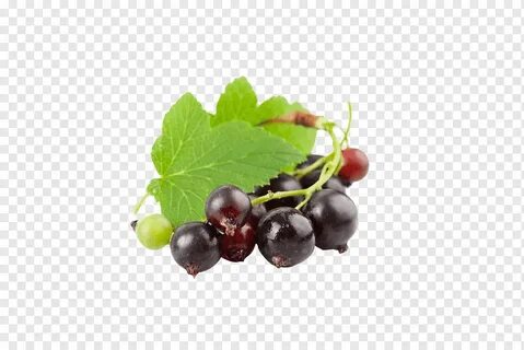 Черноплодная рябина смородина