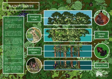 Protect forest
