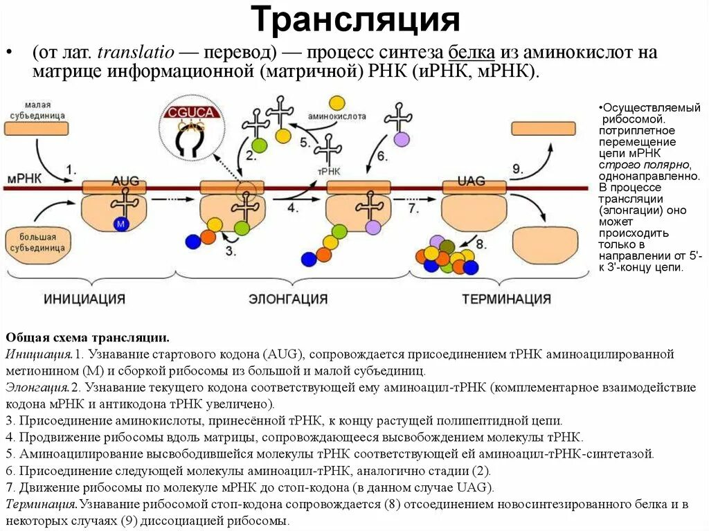 Затравочная МРНК. Инициация трансляции схема. Инициирующий кодон МРНК. Элонгация трансляции.