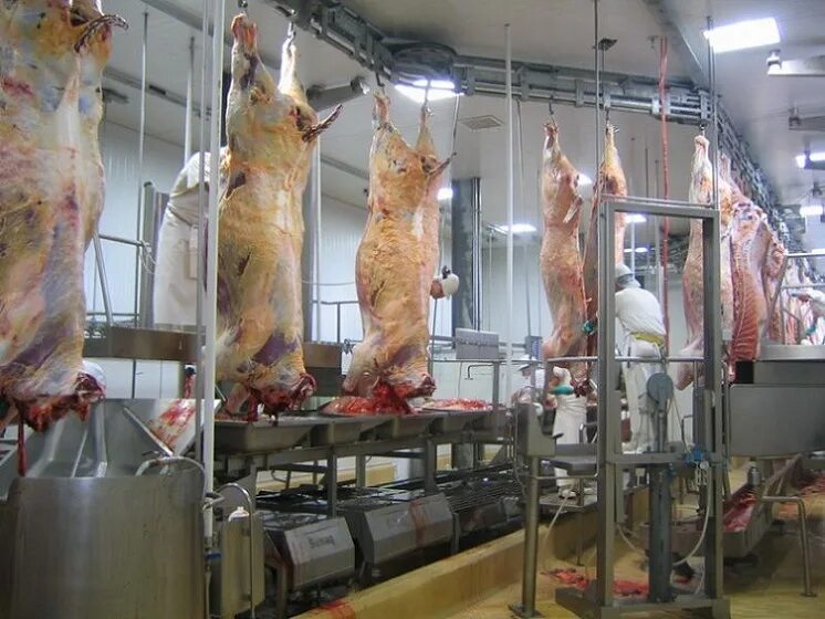 Продукты убоя это. Оборудование для обескровливания крс. Подвесной путь для туш. Убой и обескровливание крс. Оборудование для снятия шкур крупного рогатого скота.