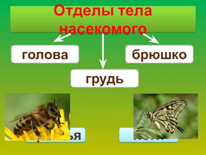 Насекомые имеют 3 отдела. Отделы тела насекомых. Класс насекомые отделы тела. Насекомые голова грудь брюшко. Тело насекомых состоит из отделов.