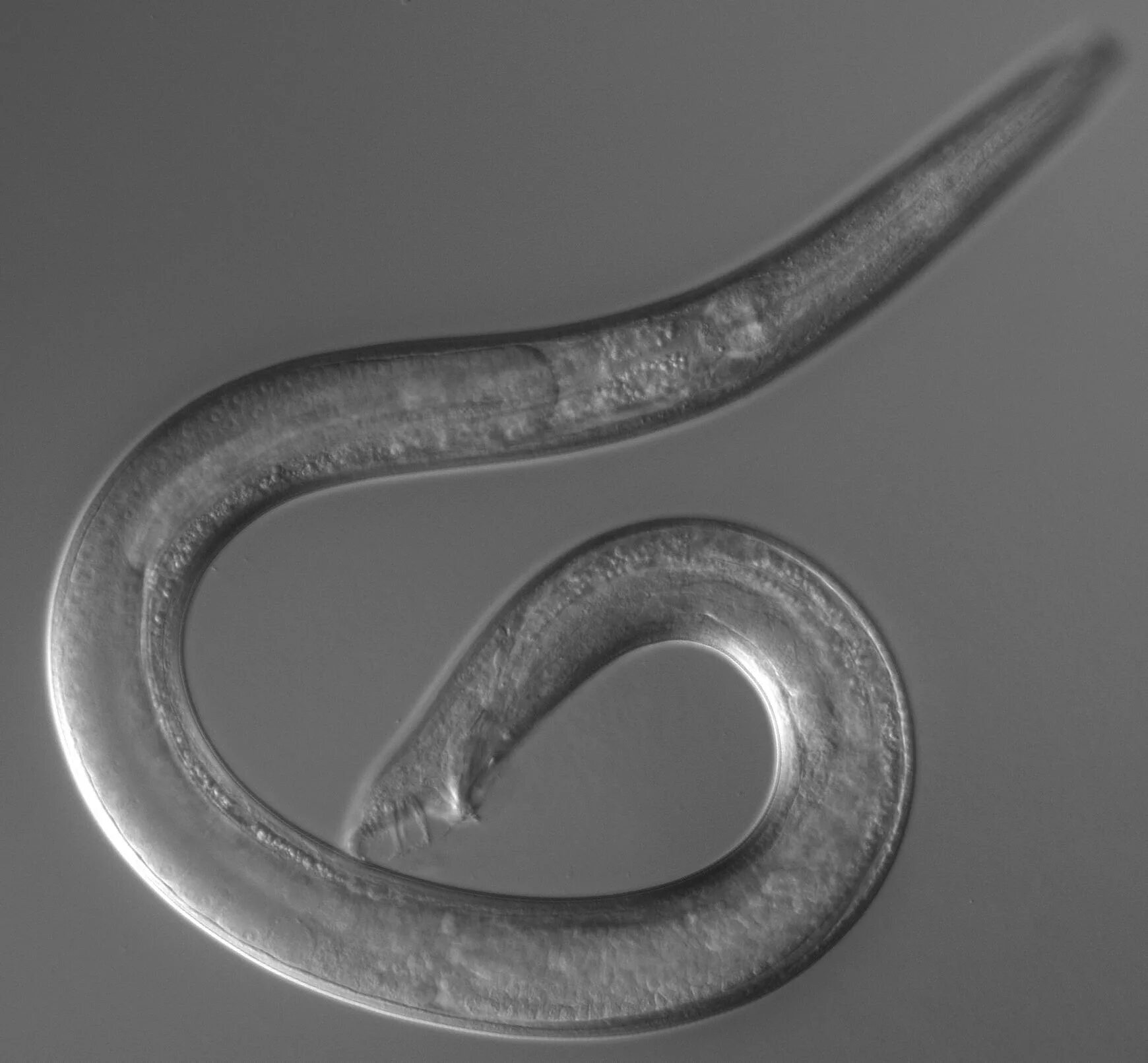 Человеческая аскарида круглый червь. Круглый червь Caenorhabditis elegans. Круглые гельминты (класс нематод);. Нематода микроскоп.