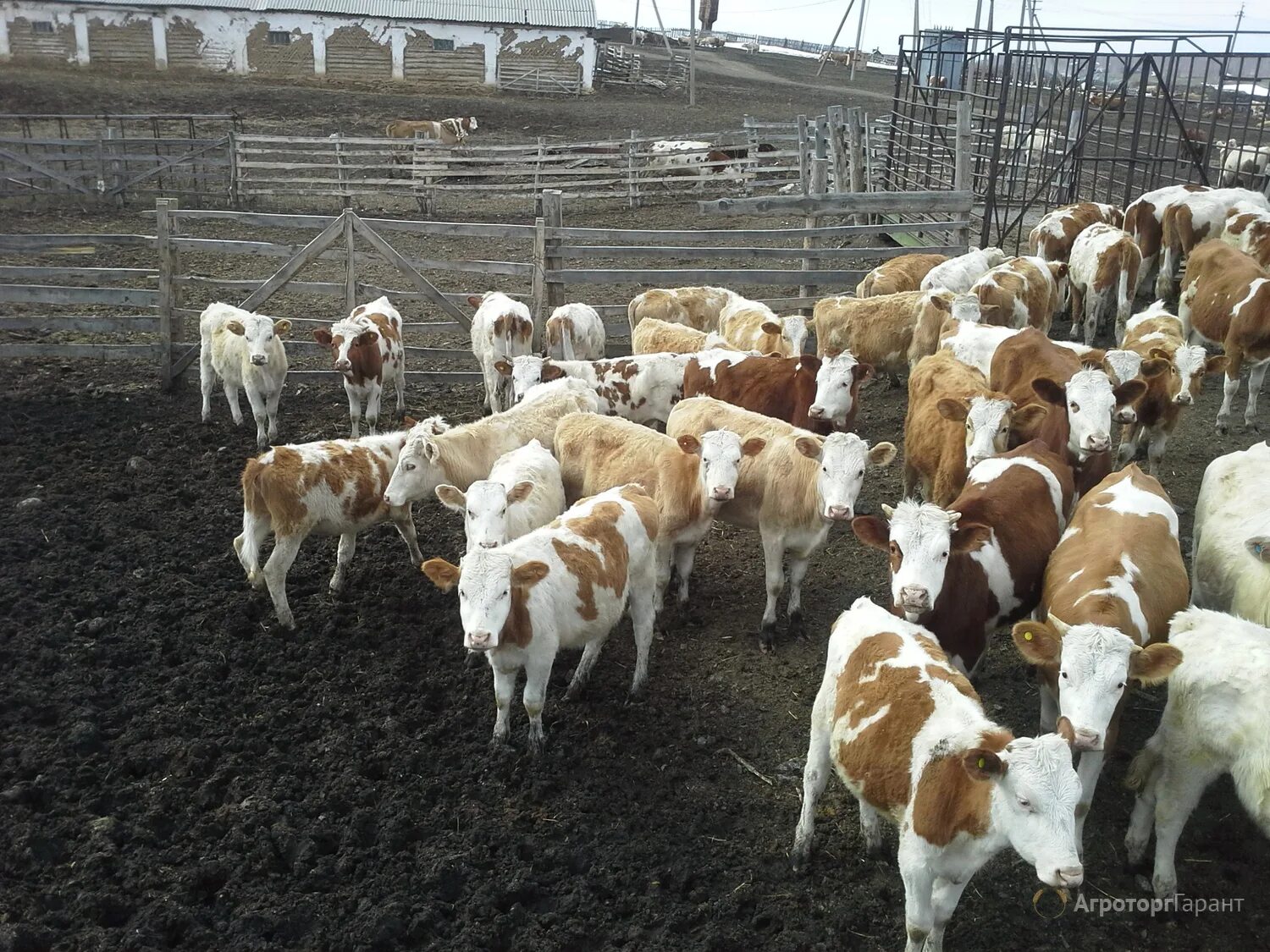 Иркутск крс. Порода Бычков симментал. Телята симменталы 1 месяц. Бычки симментальской породы. Волгоградская порода Бычков.