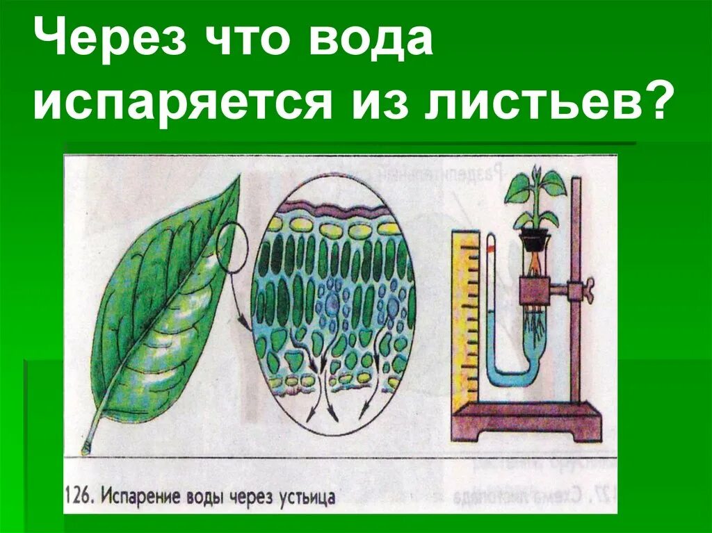 Испарение воды листьями. Опыт доказывающий испарение воды растениями. Через что лист испаряет воду?. Листья испаряют воду.