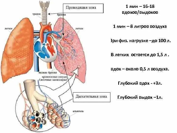 Сколько воздуха в легких человека. Дыхательная зона в легких. Норма литров воздуха в легких. Сколько литров воздуха в легких у взрослого человека. Вдохи 18