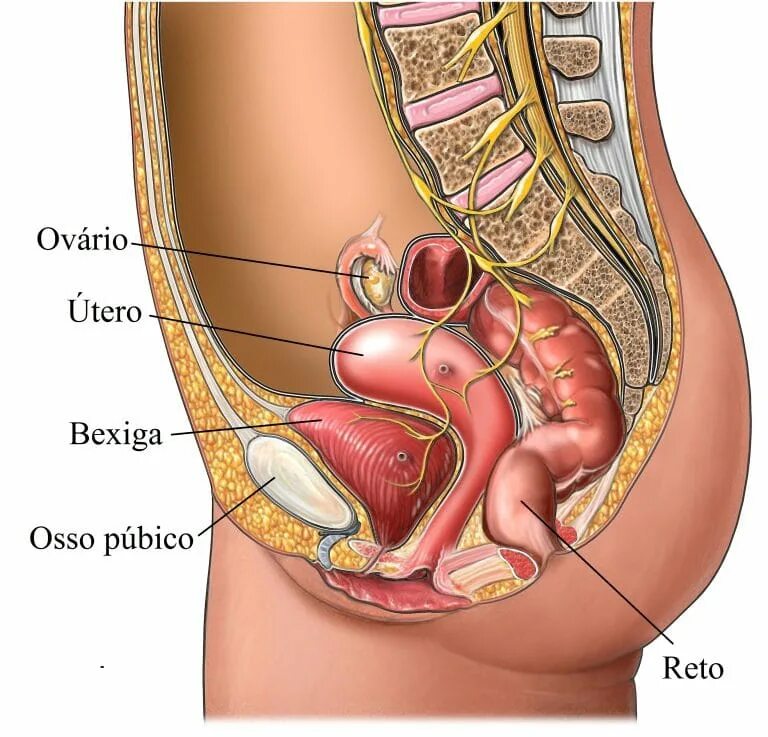 Анатомия органов малого таза. Органы малого таза у женщин. Анатомия органов малого таза у женщин. Строение малого таза у женщин.