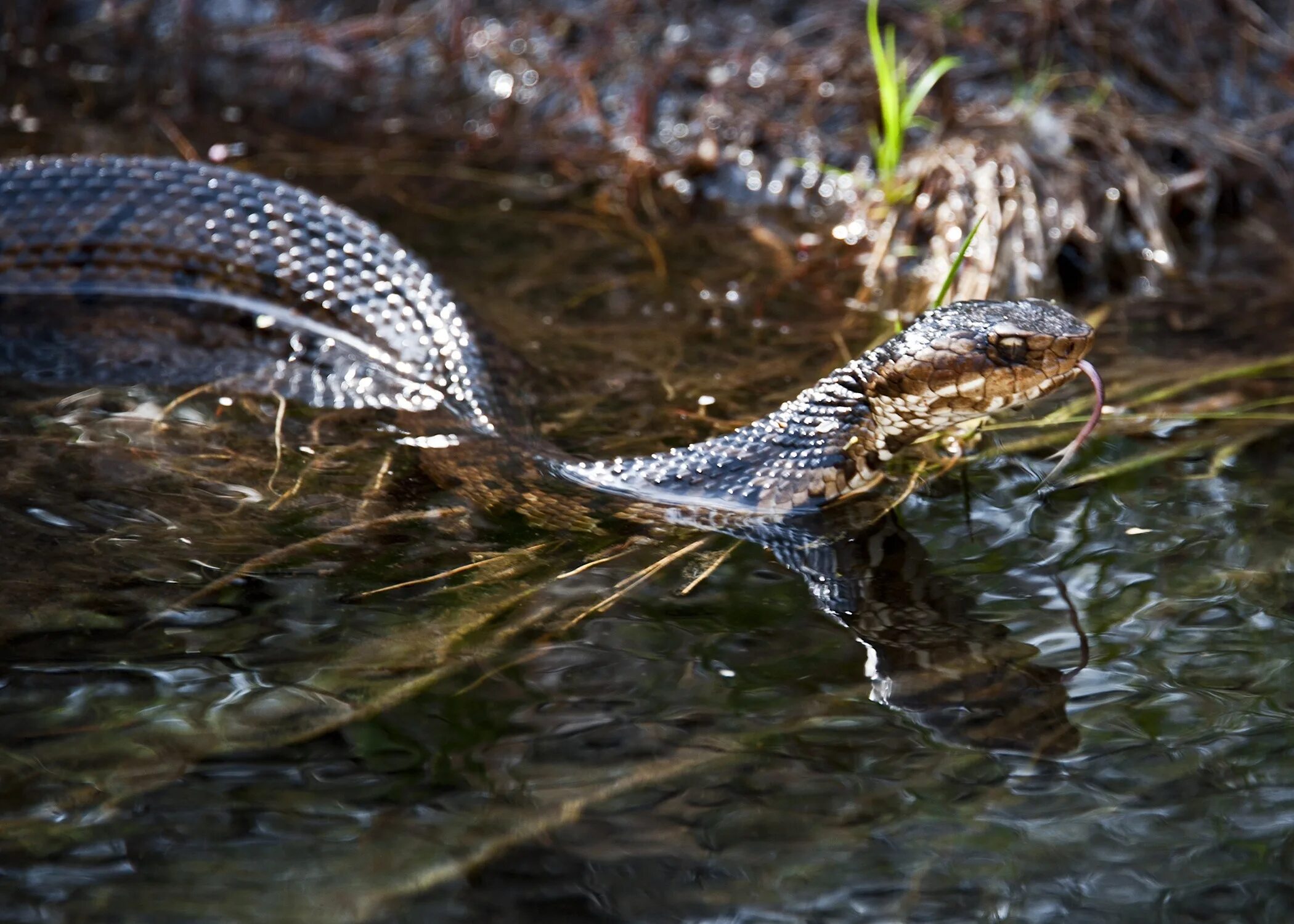 Water Moccasin змея. Мокасиновая гадюка. Водные рептилии. Обитатели рек.