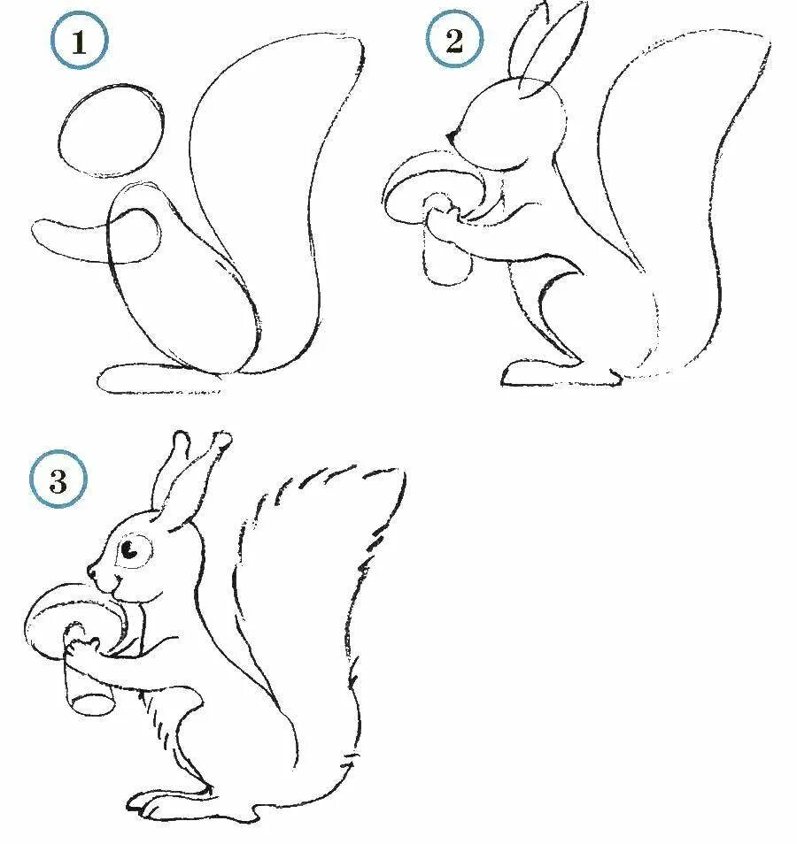 Покажи рисунок белку. Белка сбоку рисунок. Белка сбоку нарисованная схема. Белка рисунок карандашом. Поэтапное рисование белки.