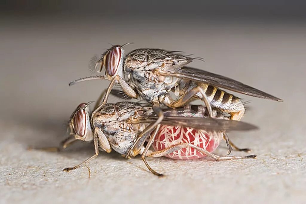 Муха ЦЕЦЕ. Муха ЦЕЦЕ Glossina Palpalis. Glossina morsitans.