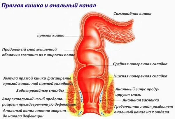 Что значит прямая кишка. Прямая кишка строение анатомия. анатомия прямой кишки человека. строение ануса и прямой кишки. строение кишки заднего прохода.