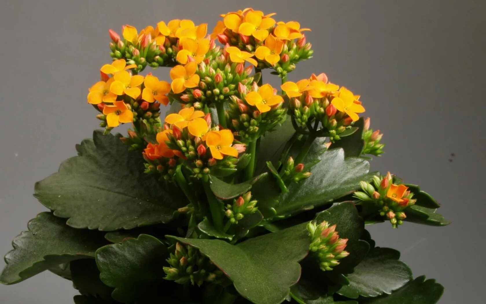 Каланхоэ пильчатолистное (kalanchoe serratifolium). Каланхоэ каландива черенки. Каланхоэ каландива размножение. Каланхоэ дебора. Каланхоэ блоссфельда.