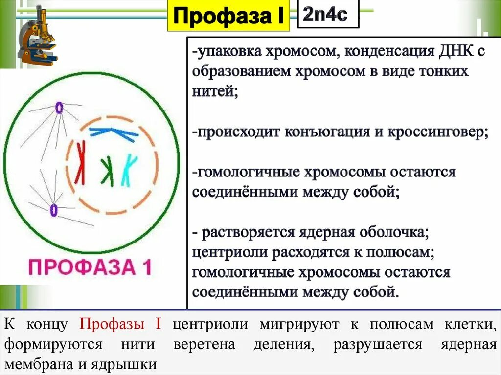 Профаза митоза сколько хромосом. Профаза. Профаза мейоза. Профаза i. Профазы i мейоза.