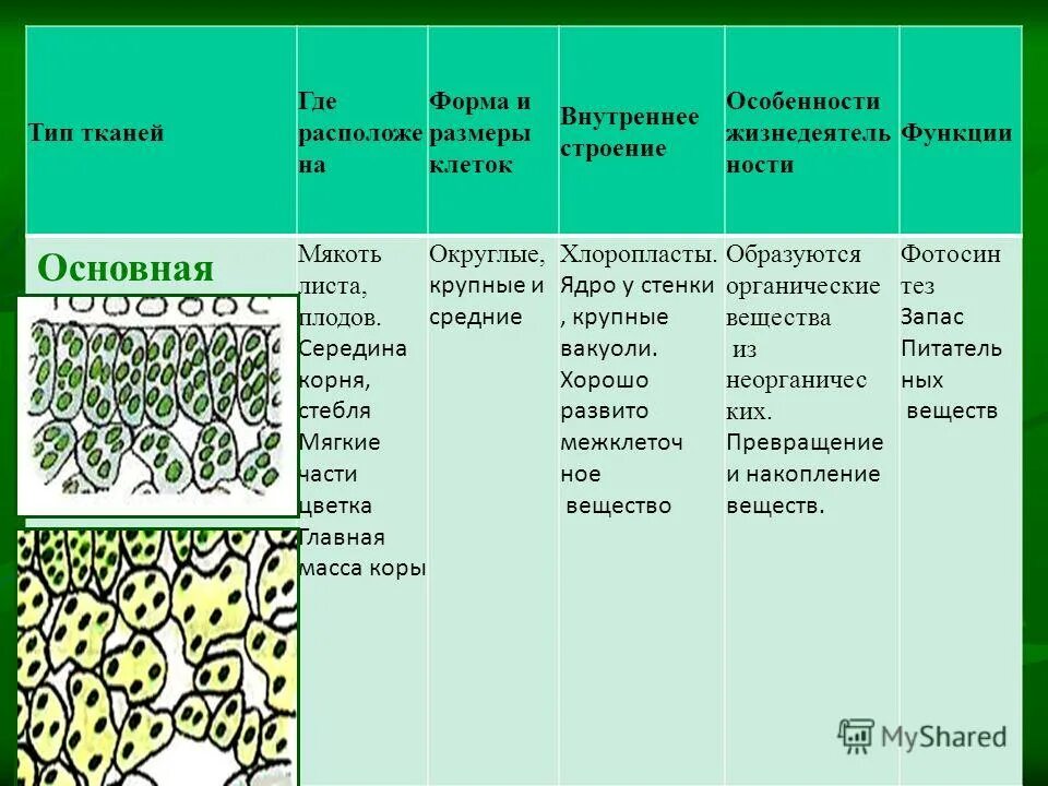 Толщина покровной ткани папоротника