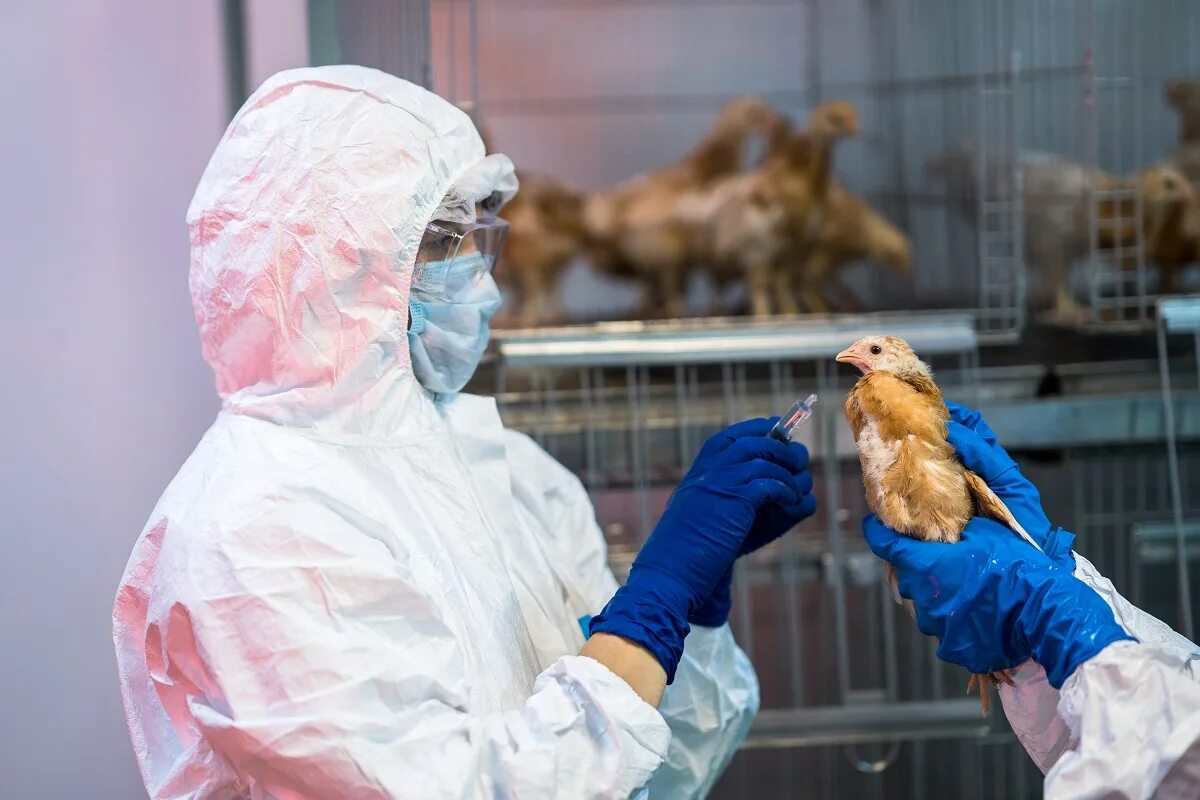 Распространение птичьего гриппа. Вакцинация птиц против птичьего гриппа.