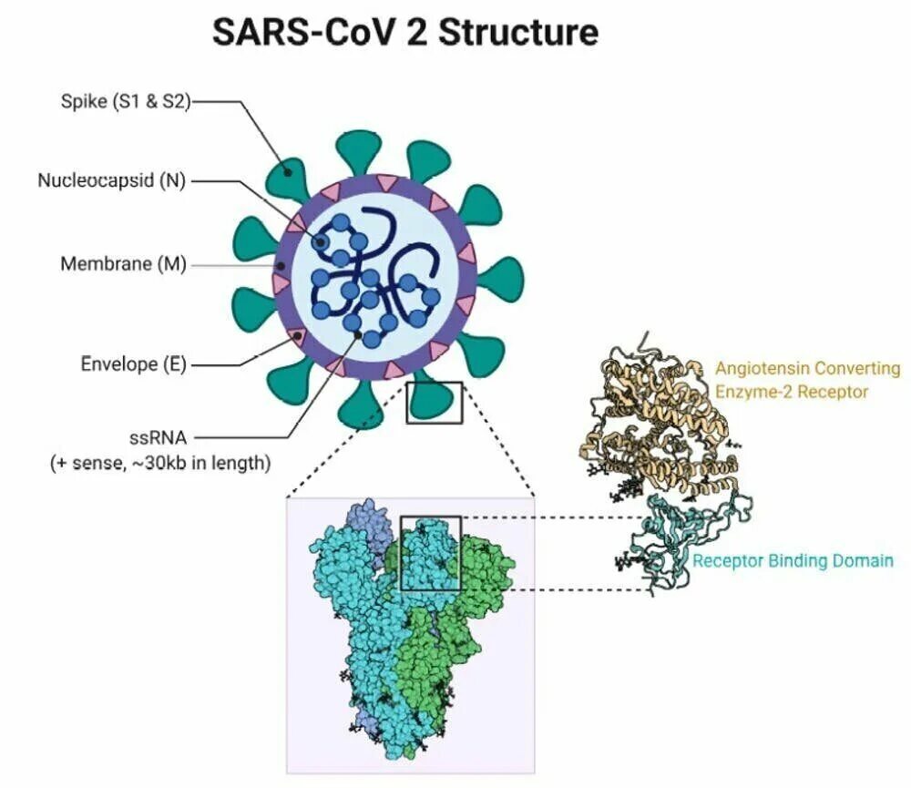 Sars-cov-2 s-белок rbd. рецептор-связывающему домену (rbd) s-белка sars-cov-2. строение коронавируса sars-cov-2. S протеин коронавируса. коронавирус строение вируса sarsqov2.