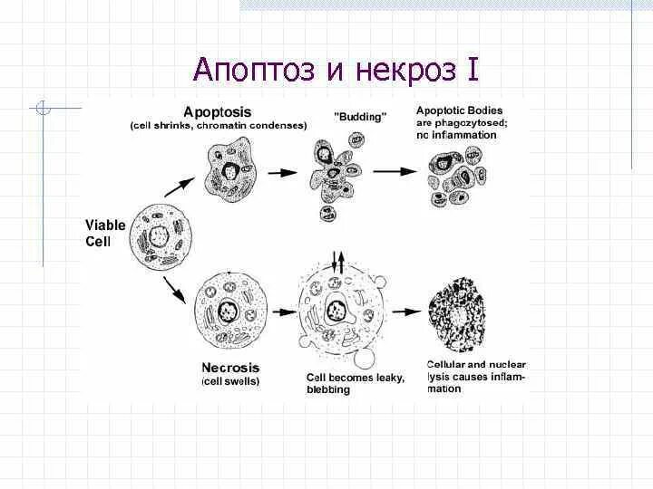 Жизненный цикл клетки апоптоз схема. Апоптоз клетки схема. Гибель клетки апоптоз и некроз схема. Стадии апоптоза схема.